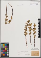 Foto von Salix caprea L. x Salix eleagnos Scop.